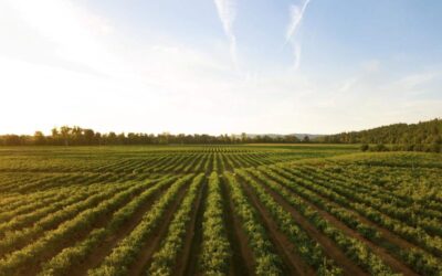 Bayer Crop Science Case Study