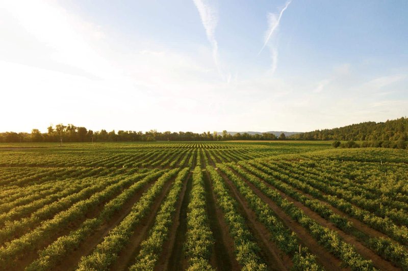 Bayer Crop Science Case Study